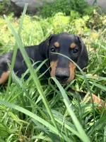 Rocket, a male Doberman Pinscher for sale in Bloomington, CA – 1 of 2