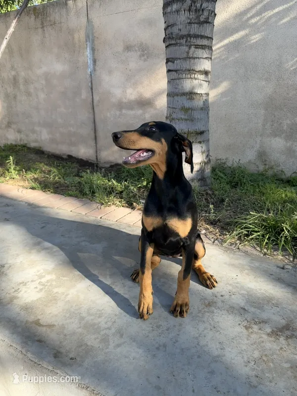 Nova  – Doberman Pinscher puppy for sale in Bloomington, CA