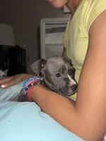 Male, a male American Bully and American Pit Bull Terrier for sale in Stockbridge, GA – Photo 4 of 4