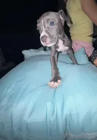 Male, a male American Bully and American Pit Bull Terrier for sale in Stockbridge, GA – Photo 3 of 4