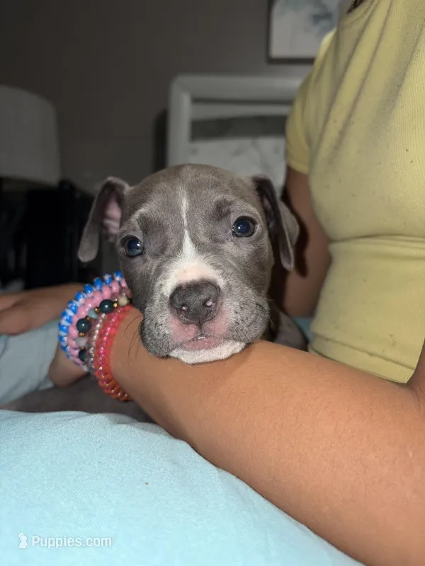 Male, a male American Bully and American Pit Bull Terrier for sale in Stockbridge, GA – Photo 1 of 4
