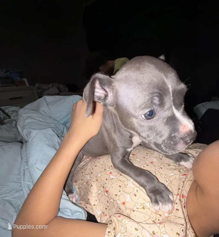 Male – American Bully, American Pit Bull Terrier puppy for sale in Stockbridge, GA