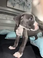 Female, a female American Bully and American Pit Bull Terrier for sale in Stockbridge, GA – Photo 3 of 4