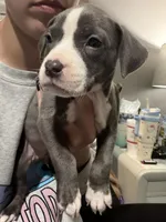 Female, a female American Bully and American Pit Bull Terrier for sale in Stockbridge, GA – Photo 1 of 4