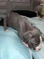 Female, a female American Bully and American Pit Bull Terrier for sale in Stockbridge, GA – Photo 4 of 4