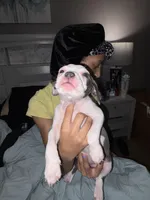 Female, a female American Bully and American Pit Bull Terrier for sale in Stockbridge, GA – Photo 1 of 4