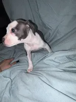 Female, a female American Bully and American Pit Bull Terrier for sale in Stockbridge, GA – Photo 3 of 4