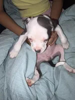 Female, a female American Bully and American Pit Bull Terrier for sale in Stockbridge, GA – Photo 2 of 4