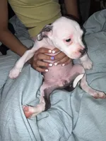 Female, a female American Bully and American Pit Bull Terrier for sale in Stockbridge, GA – Photo 4 of 4