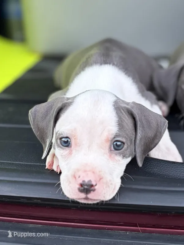 Female – American Bully, American Pit Bull Terrier puppy for sale in Stockbridge, GA