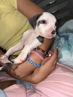 Female, a female American Bully and American Pit Bull Terrier for sale in Stockbridge, GA – Photo 4 of 4