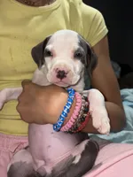 Female, a female American Bully and American Pit Bull Terrier for sale in Stockbridge, GA – Photo 2 of 4