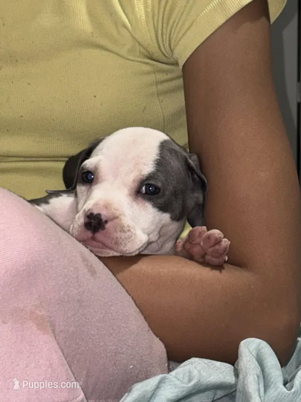 Female – American Bully, American Pit Bull Terrier puppy for sale in Stockbridge, GA