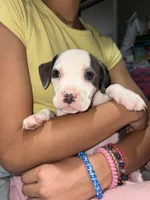 Female, a female American Bully and American Pit Bull Terrier for sale in Stockbridge, GA – Photo 3 of 4