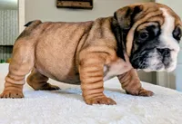  Lilly, a male English Bulldog for sale in Elkland, MO – 3 of 5