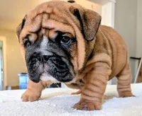 Frank the Tank, a male English Bulldog for sale in Elkland, MO – 4 of 5