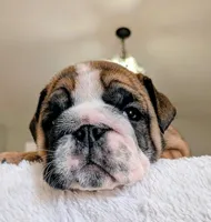  Lilly, a male English Bulldog for sale in Elkland, MO – 4 of 5