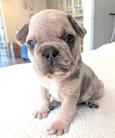Big foot, a male French Bulldog for sale in Elkland, MO – 5 of 5