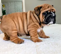 Frank the Tank, a male English Bulldog for sale in Elkland, MO – 2 of 5
