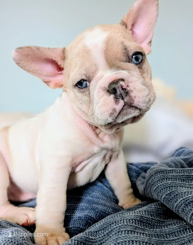 Yeti – French Bulldog puppy for sale in Elkland, MO