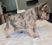 Big foot, a male French Bulldog for sale in Elkland, MO – 4 of 10