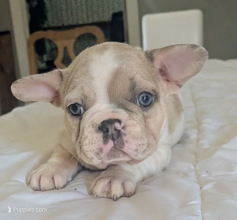 Yeti – French Bulldog puppy for sale in Elkland, MO