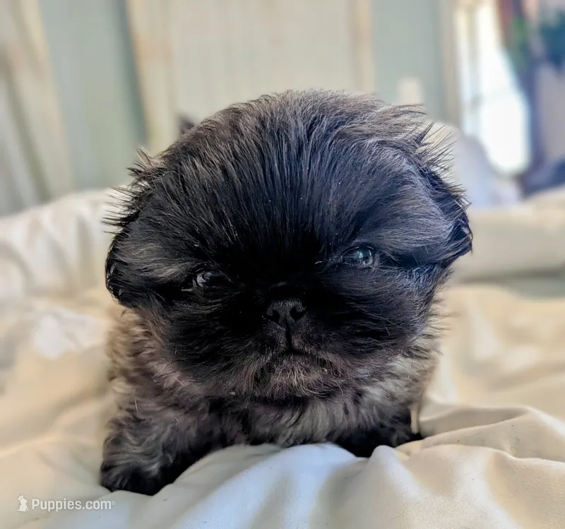 Milo – Pekingese puppy for sale in Elkland, MO