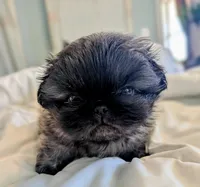Milo, a male Pekingese for sale in Elkland, MO – 1 of 5