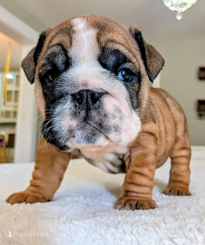  Lilly – English Bulldog puppy for sale in Elkland, MO