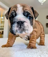  Lilly, a male English Bulldog for sale in Elkland, MO – 5 of 5
