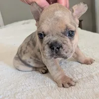 Big foot, a male French Bulldog for sale in Elkland, MO – 4 of 5