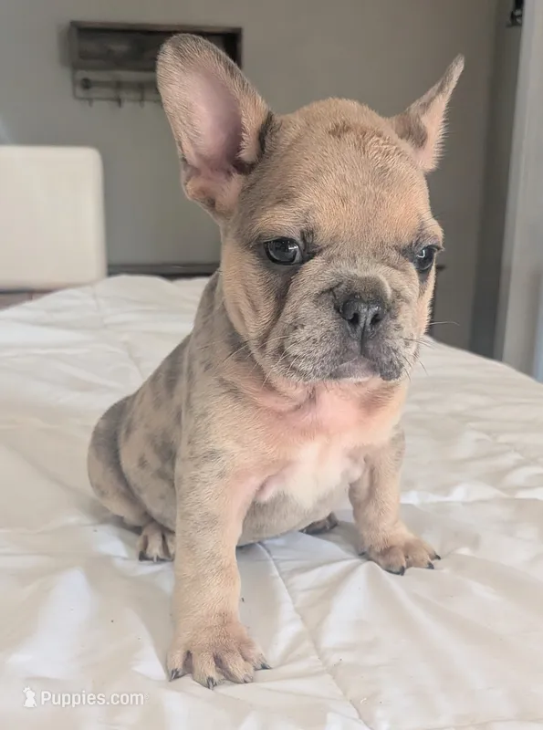 Big foot – French Bulldog puppy for sale in Elkland, MO