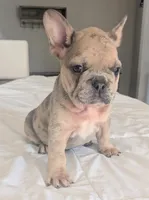 Big foot, a male French Bulldog for sale in Elkland, MO – 1 of 10