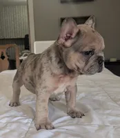 Big foot, a male French Bulldog for sale in Elkland, MO – 6 of 10