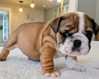 Bubba, a male English Bulldog for sale in Elkland, MO – 2 of 6