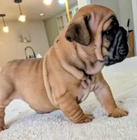Tito, a male English Bulldog for sale in Elkland, MO – 5 of 6