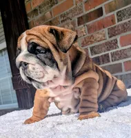  Lilly, a male English Bulldog for sale in Elkland, MO – 5 of 10