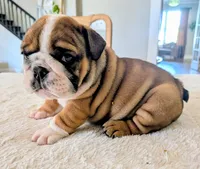 Bubba, a male English Bulldog for sale in Elkland, MO – 6 of 6