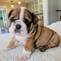 Bubba, a male English Bulldog for sale in Elkland, MO – 5 of 6