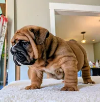 Frank the Tank, a male English Bulldog for sale in Elkland, MO – 5 of 5