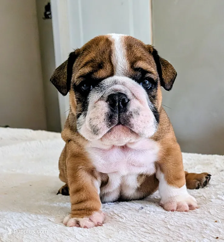 Bubba – English Bulldog puppy for sale in Elkland, MO