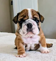 Bubba, a male English Bulldog for sale in Elkland, MO – 1 of 6