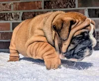  Lilly, a male English Bulldog for sale in Elkland, MO – 9 of 10