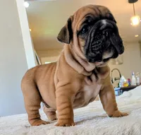 Tito, a male English Bulldog for sale in Elkland, MO – 1 of 6