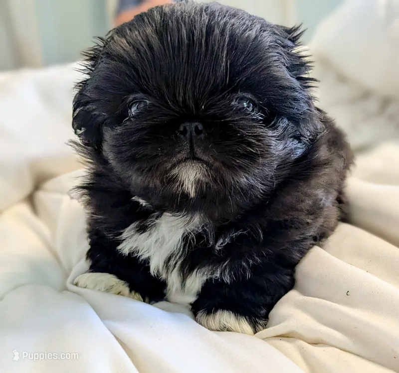 Raven – Pekingese puppy for sale in Elkland, MO