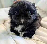 Raven, a female Pekingese for sale in Elkland, MO – 1 of 5