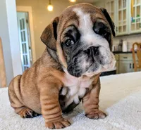  Lilly, a male English Bulldog for sale in Elkland, MO – 2 of 5