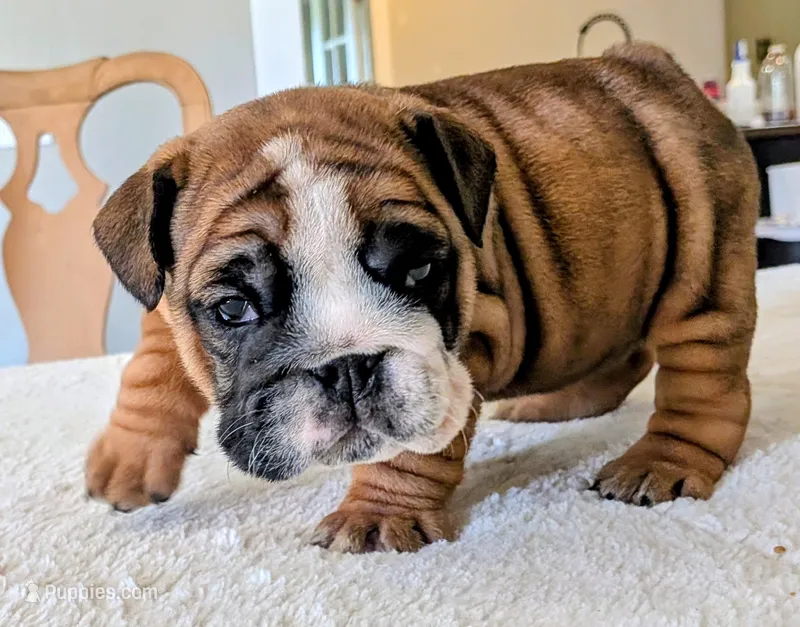  Lilly – English Bulldog puppy for sale in Elkland, MO