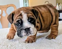  Lilly, a male English Bulldog for sale in Elkland, MO – 1 of 5