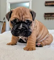 Tito, a male English Bulldog for sale in Elkland, MO – 3 of 6